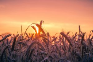 Wheat Sunset